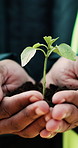 Eco friendly, plant and hands of construction worker on site for botany, sustainability or agro. Agriculture, man and civil engineer with green leaf in soil for spring, horticulture or hope outdoor.