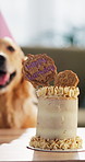 Cake, dog and home with happy birthday surprise for pet celebration, gift or treat on table. Animal, dessert or biscuit with frosting, snacks or party for adoption anniversary, milestone or reward