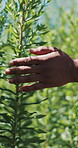 Farm, walking and hands of person with plants for inspection, healthy harvest and ecology. Agriculture, sustainability and farmer in field to check crops, organic produce and growth in countryside