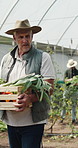 Man, farmer and crops in greenhouse with basket, harvest and hat with organic produce in summer. Mature people, vegetables and farming with wood box, walk or inspection for sustainable agribusiness