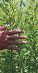 Farm, walking and hands of farmer with plants for inspection, healthy harvest and ecology. Agriculture, sustainability and person in field to check crops, organic produce and growth in countryside