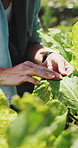 Farm, inspection and hands of woman with leaf for growth, health and progress for harvest. Agriculture, sustainability and farmer with produce, crops and check plant for quality assurance outdoor