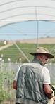Old man, farmer and harvest in greenhouse with basket, back and hat with organic produce in summer. Person, vegetables and farming with wood box, check and inspection for sustainable agriculture