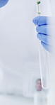 Hands, scientist and test tube with plants at laboratory with pincers, medical research or natural medicine. Person, tools and equipment for leaves, sample or container for pharmaceutical development