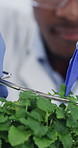 Scissor, black man and scientist with plants in laboratory for pharmaceutical development. Cutting, medical research and African male biologist with gloves for horticulture or botany with herbs.