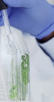 Hands, sample and scientist with plants in vials at laboratory for pharmaceutical development. Person, medical research and biologist with gloves for horticulture or botany with herbs in cylinder.