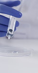 Hands, scientist and petri dish in lab with sample, research and medical study for experiment. Male person, chemistry and microscope for liquid testing, specimen analysis and vaccine development