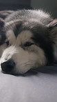 Dog, husky and relax in bedroom at apartment with comfort, morning peace and calm with adoption security. Home, pet and chill with animal on bed for resting, wellness or foster care on weekend