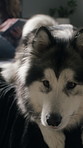 Dog, pet and relax at bedroom with woman, morning peace or connection for loyalty at home. Apartment, husky companion and chilling on bed with owner to rest, wellness and animal care on tablet