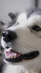 Relax, love and woman with dogs in home for companion, connection or comfort for domestic animal. Support, pets or happy person with attention for weekend bonding, care or rest together in apartment