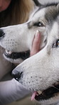 Support, couple and dogs in home for bonding, animal companion and resting together for connection. Pet care, security and happy people with stroke for wellness, relax and comfortable in apartment