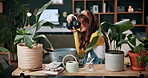 Gardening, woman and plant photography in home for houseplant trade blog, online post and happy. Camera, indoor gardener and filming leaves in house to share growth progress, web sale or social media