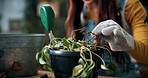 Check, plant and hands of woman in home for growth, maintenance and dying leaves for ecology. Eco friendly, house and person with tools for indoor gardening, sustainability and houseplant wellness