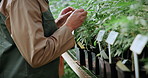 Person, farm and inspection in greenhouse for marijuana, production or hemp for sustainability. Agriculture, small business and cultivator with cannabis for growth, harvest or startup for eco biofuel