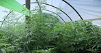 Cultivation, farming or cannabis in greenhouse with growth, crop protection or control in cbd production. Indica, bush or operation with plants, regulation or hemp development in marijuana business.