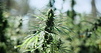 Marijuana, greenhouse and farm for hemp with sustainability, cannabis or growth for medical research. Plant, agriculture and indica leaf for eco friendly, textile and biofuel or plastic alternative