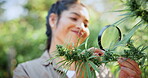 Inspection, magnifying glass and woman with cannabis in greenhouse for hemp evaluation or production. Agriculture, assessment and weed growth with person checking plant for disease or pest control