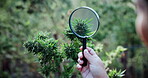 Inspection, cannabis or hands with magnifying glass on farm, leaf evaluation or growth observation. Agriculture, farmer or person with check for quality control, hemp cultivation or identify strain