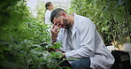 Scientist, stress and man with tablet for plants, crop failure and frustrated by bad results on web. Biologist, migraine and person with tech for research, thinking and cannabis with pest infestation