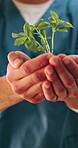 Healthcare, growth and hands with plants in hospital, sustainability or nurse with healing symbolism. Health professional, wellness and person with seedling in clinic, medicine and medical career