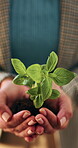 Sustainable, business and hands with leaf, ethics or compliance in environmental responsibility. Conservation, person or employee with plant, ESG care or green practice in corporate governance.