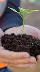 Plant, soil and hands of construction worker outdoor for sustainability, growth and horticulture. Man, fertilizer and civil engineer with green leaf for eco friendly building development with botany.
