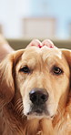 Face, love and hands with dog stroke in home for bonding together, pet care or domestic companion. Affection, woman  and golden retriever with comfort, connection and furry best friend with loyalty