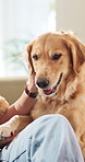 Happy, petting and person with dog on sofa for bonding, relationship and connection on weekend. Home, hands and owner with Golden Retriever for love, care and relax for trust, loyalty and affection