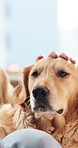 Love, hands or stroke dog in home for bonding together, pet attention or furry best friend. Woman, owner or relax with golden retriever for domestic companion, animal affection or comfort for loyalty