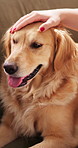 Love, hands and comfort dog in home for rescue pet, bonding together and furry best friend. Woman, owner and stroke golden retriever for domestic companion, connection or animal affection for loyalty