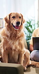 Remote work, dog and relax with person in home for security, loyal companion and owner attachment. Laptop, freelancer and golden retriever on sofa for protection, pet adoption and furry best friend