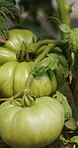 Agriculture, environment and tomato on farm for crops harvest, produce growth and food production. Agribusiness, sustainability and countryside with vegetables in nature for plants and horticulture