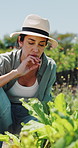 Inspection, plant and woman with soil, growth and agriculture for nature, sustainability or upset. Mature person, bad harvest and farmer with seedling for eco friendly, environment or quality control
