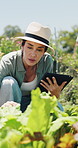 Plant, inspection and woman with tablet in farm, agriculture and sustainability management with tech. Serious, mature person and monitor climate for crop growth, leaves and quality assurance report
