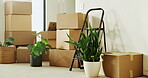 Real estate, boxes or plant decor in home with moving, new house or investment in rental. Residential, mortgage or property with cardboard containers, capital asset or relocation to starter apartment