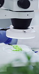 Scientist, man and plant in lab with microscope, research and inspection for pharmaceutical innovation. Black person, pharmacist and biotech with leaf sample, tools or science experiment for medicine