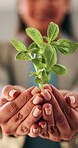 Sustainable, business and hands with plant, ethics or compliance in environmental responsibility. Conservation, person or employee with growth, ESG care or green practice in corporate governance.