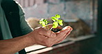 Hands, architect and outdoor with plant growth, sustainability and earth day for construction. Person, soil and leaves at site for agriculture, eco friendly and cultivation for building development