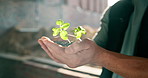 Hands, engineer and site with plant growth, sustainability and earth day for construction. Person, fertilizer and leaves outdoor for agriculture, eco friendly and cultivation for building development