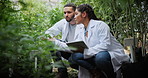 Marijuana, scientist or team with tablet in greenhouse, cultivation report or development inspection. Medical agriculture, smile or people with tech for cannabis research, growth check or discussion