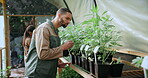 Cannabis, inspection or man with leaves in greenhouse, hemp production or evaluation for farming. Agriculture, marijuana growth or people with assessment for disease check, pest control or plant care