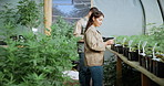 Review, cannabis or woman in greenhouse with tablet, online report or monitor of cbd production. Hemp, checklist or cultivator with tech, quality control or harvest inspection in marijuana business.