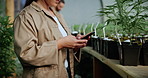 Review, cannabis and hands of woman with phone in greenhouse with online research for cbd production. Hemp, typing and female person with cellphone for quality assurance or inspection in marijuana.