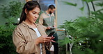 Cannabis, greenhouse or woman with phone for growth information, farming and production inspection. Marijuana, tech or person in conservatory for cultivation report, agriculture and check plants