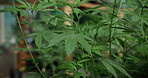 Marijuana, greenhouse and farming of hemp for weed, cannabis or growth for medical research. Plant, sativa and indica leaf for genetics, pharmaceutical study and thc or cbd for mental health benefits