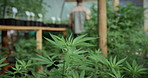 People, plant and greenhouse with cannabis for weed production, cultivation or indoor growth. Marijuana farmer, cultivator or harvest with natural leaves for CBD drug, THC farming or breeding study