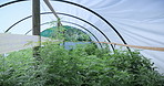 Cultivation, control or cannabis in greenhouse with growth, crop protection or bush in cbd production. Indica, farming or operation with plants, regulation or hemp development in marijuana business.