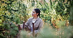 Marijuana, inspection or woman with bush on farm, hemp production or leaf evaluation for plant care. Agriculture, cannabis growth or person with assessment for disease check, pest control or outdoor