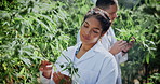 Woman, cannabis or scientist with plants for natural growth, grade experiment or examination. Female person, botanist or marijuana chemist monitoring leaves for science research, weed strain or drugs