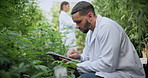 Cannabis, scientist or man with tablet in greenhouse, cultivation report or development inspection. Medical agriculture, marijuana or person with tech for plant research, strain growth log or typing